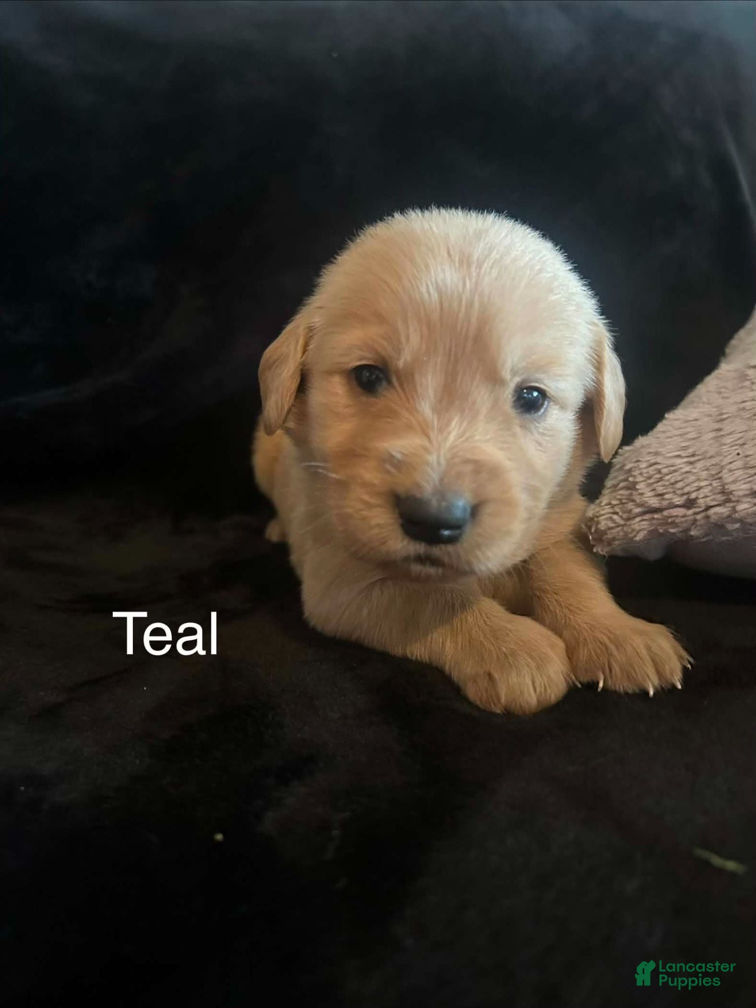 Golden Retriever dogs Teal 🩵 - Ad 10