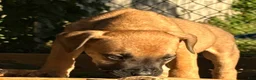 South African Boerboels dogs for sale: Bowser - Ad 3