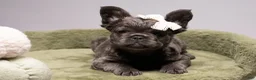 French Bulldog dogs for sale: BLU - Ad 4