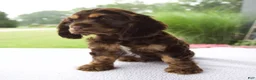 Cocker Spaniel dogs for sale: Chloe - Ad 5