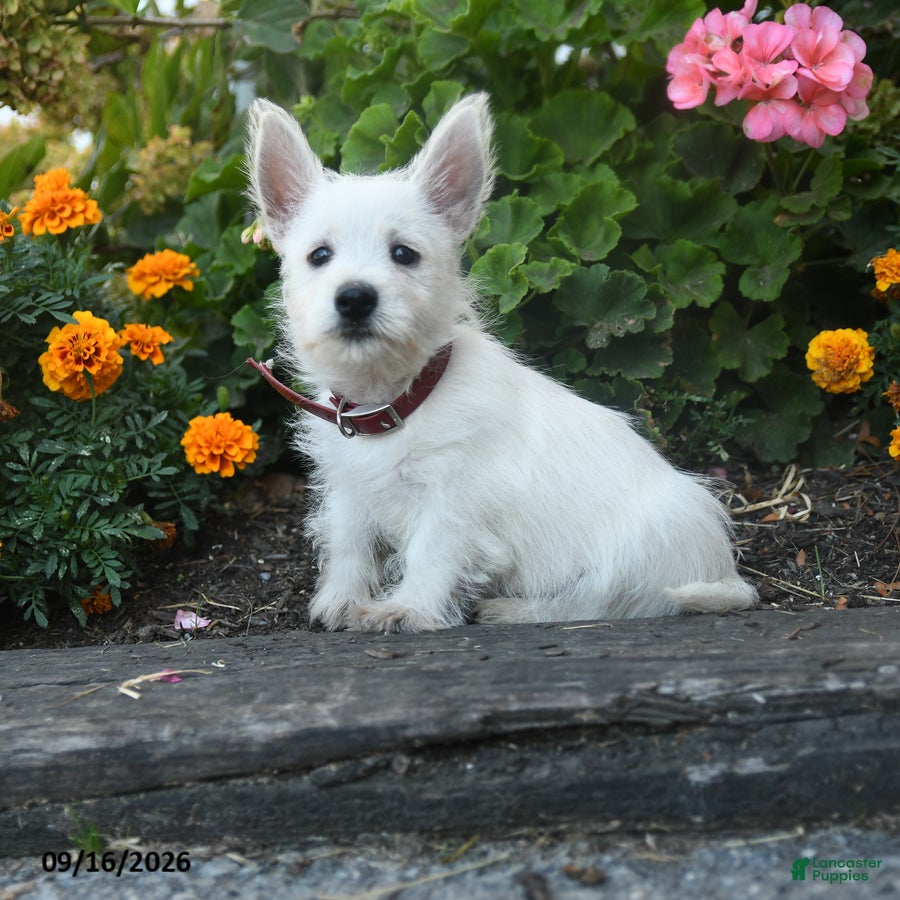 West Highland Terrier dogs Dolly - Ad 1