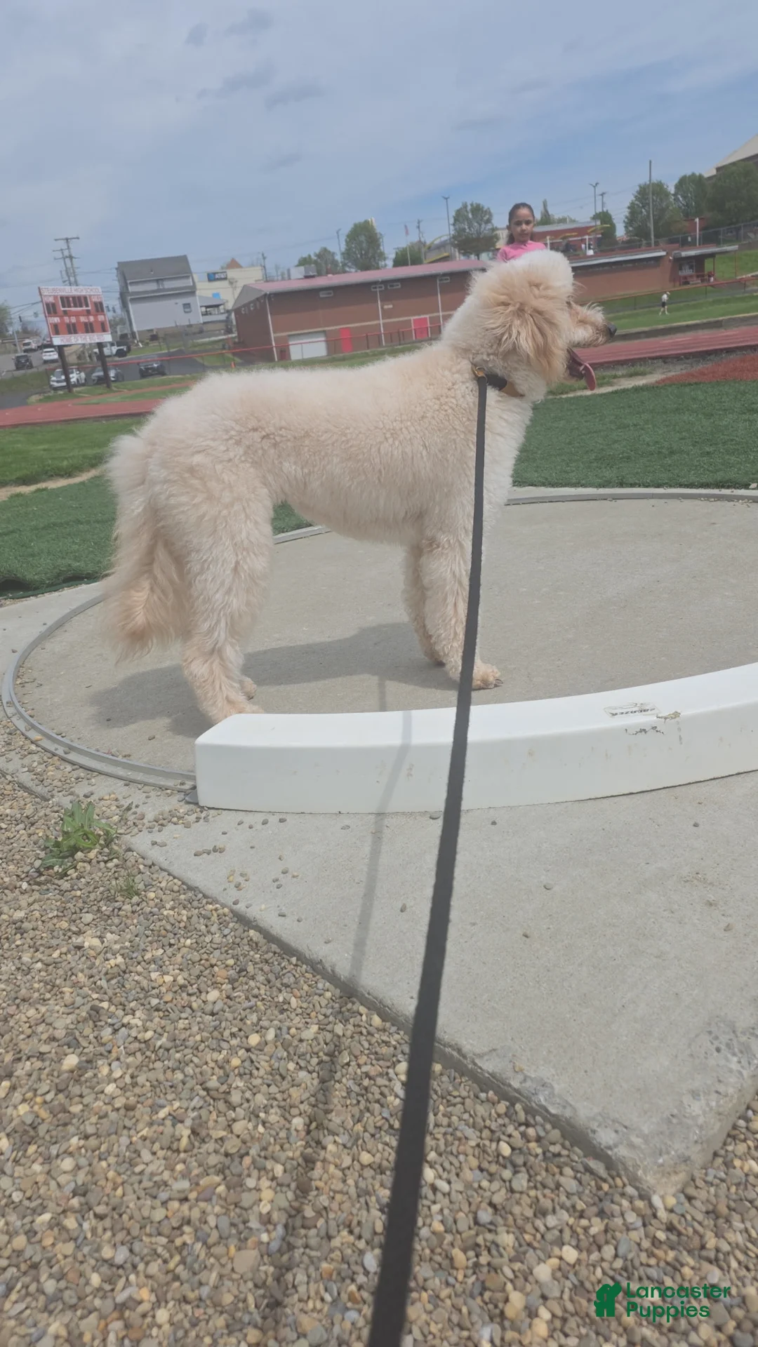 Goldendoodle dogs for sale: Goldendoodle - Ad 2