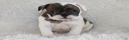 English Bulldog dogs for sale: Harry - Ad 3