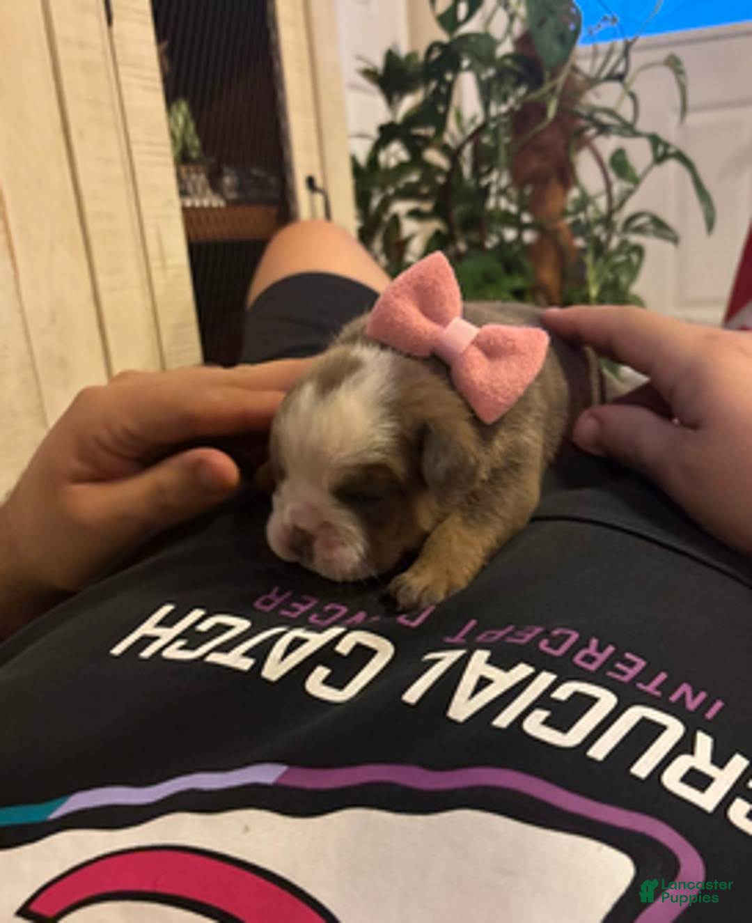 English Bulldog dogs for sale: Jenny - Ad 4