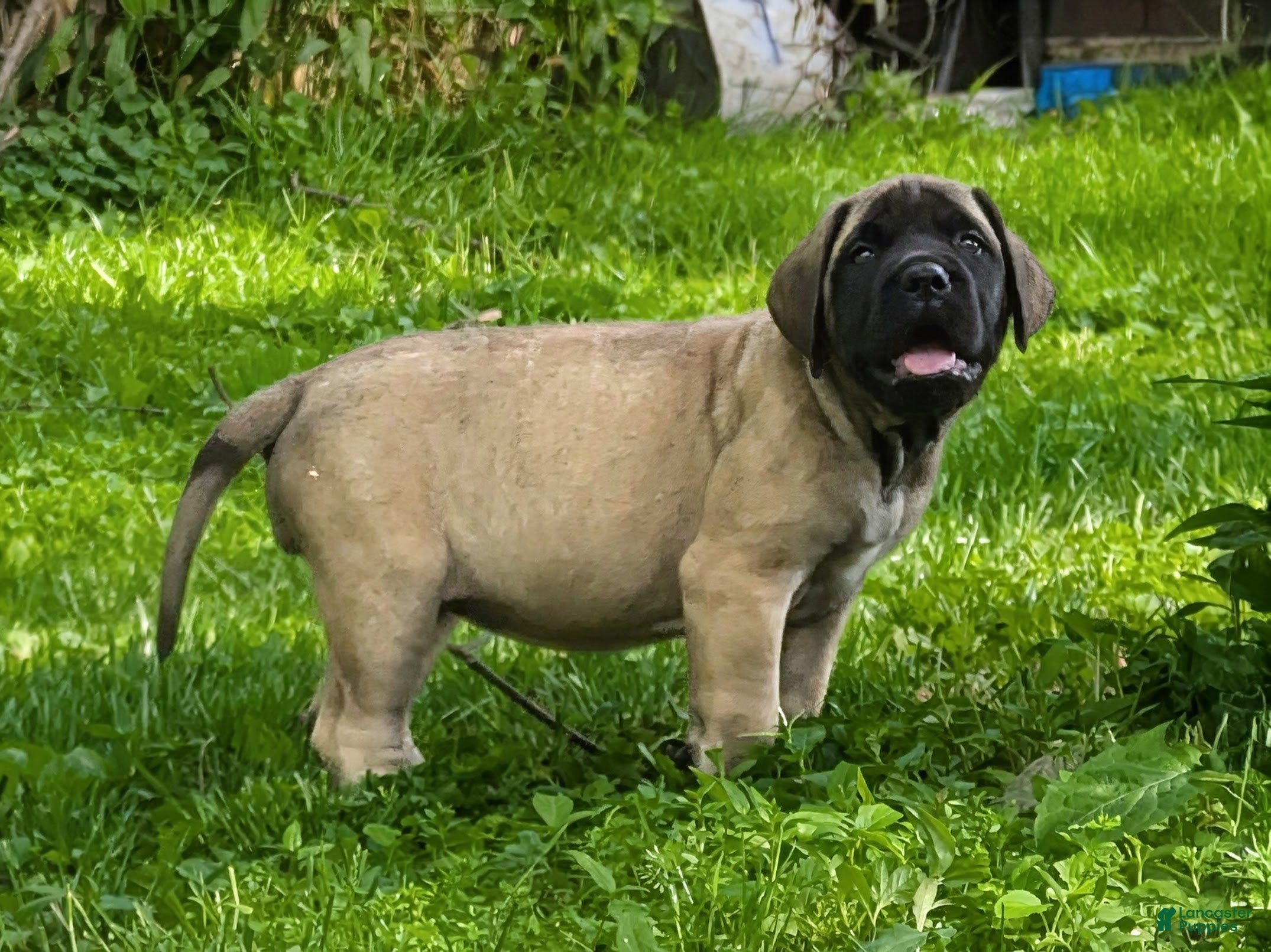 English Mastiff dogs English Mastiff Puppy 4 - Ad 2