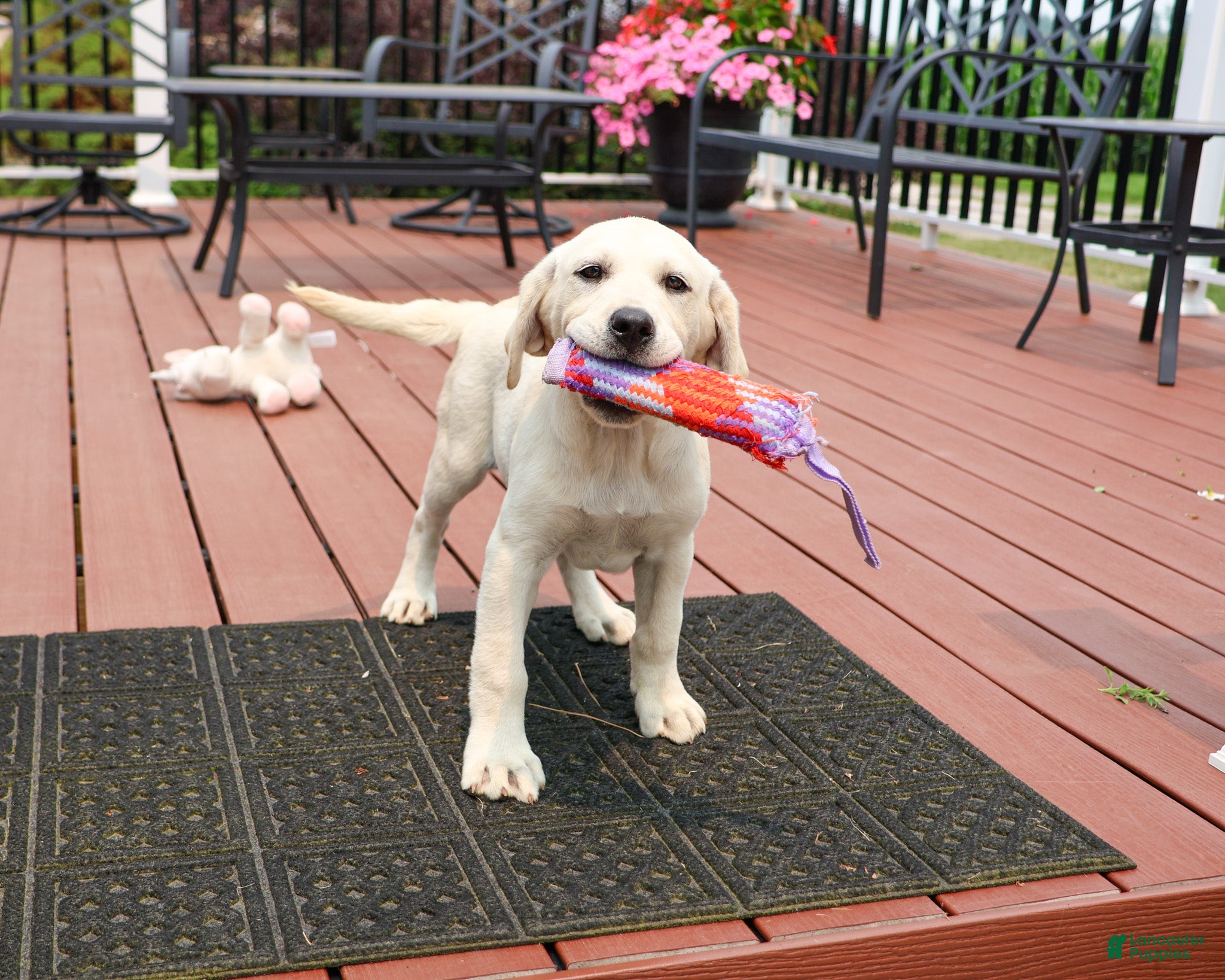 Labrador Retriever dogs Tinkerbell - Ad 37