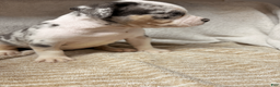 American Bully dogs for sale: American Bully Puppy 5 - Ad 13