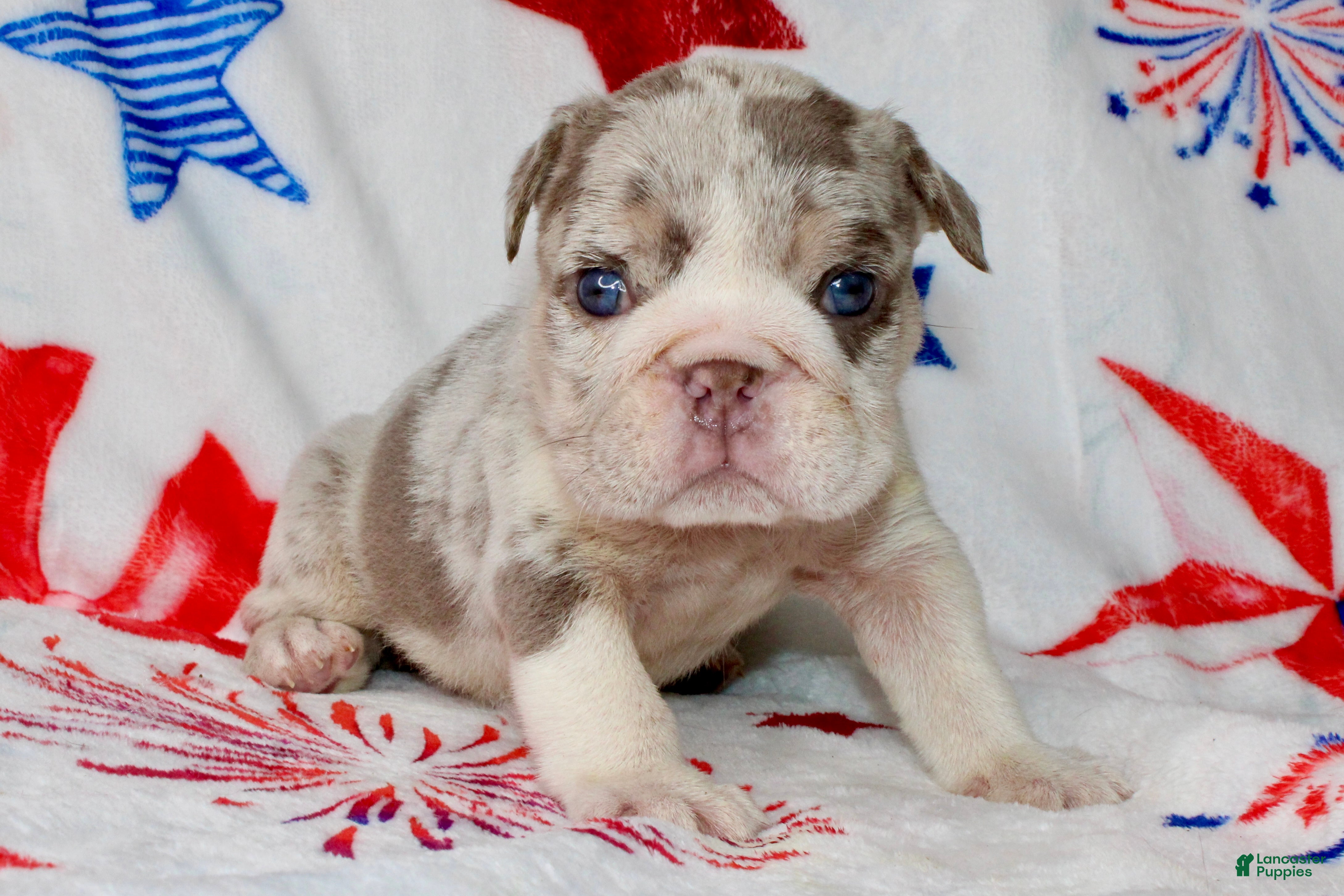 English Bulldog dogs Lilly - Ad 6