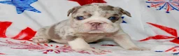 English Bulldog dogs for sale: Lilly - Ad 1