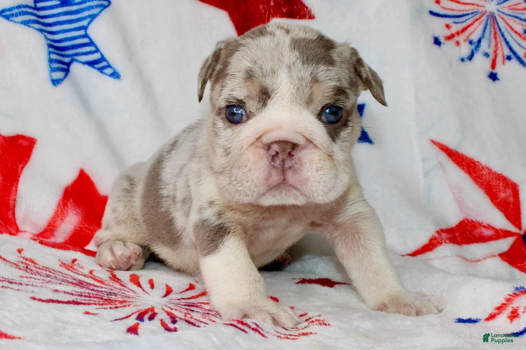 English Bulldog dogs for sale: Lilly - Ad 1