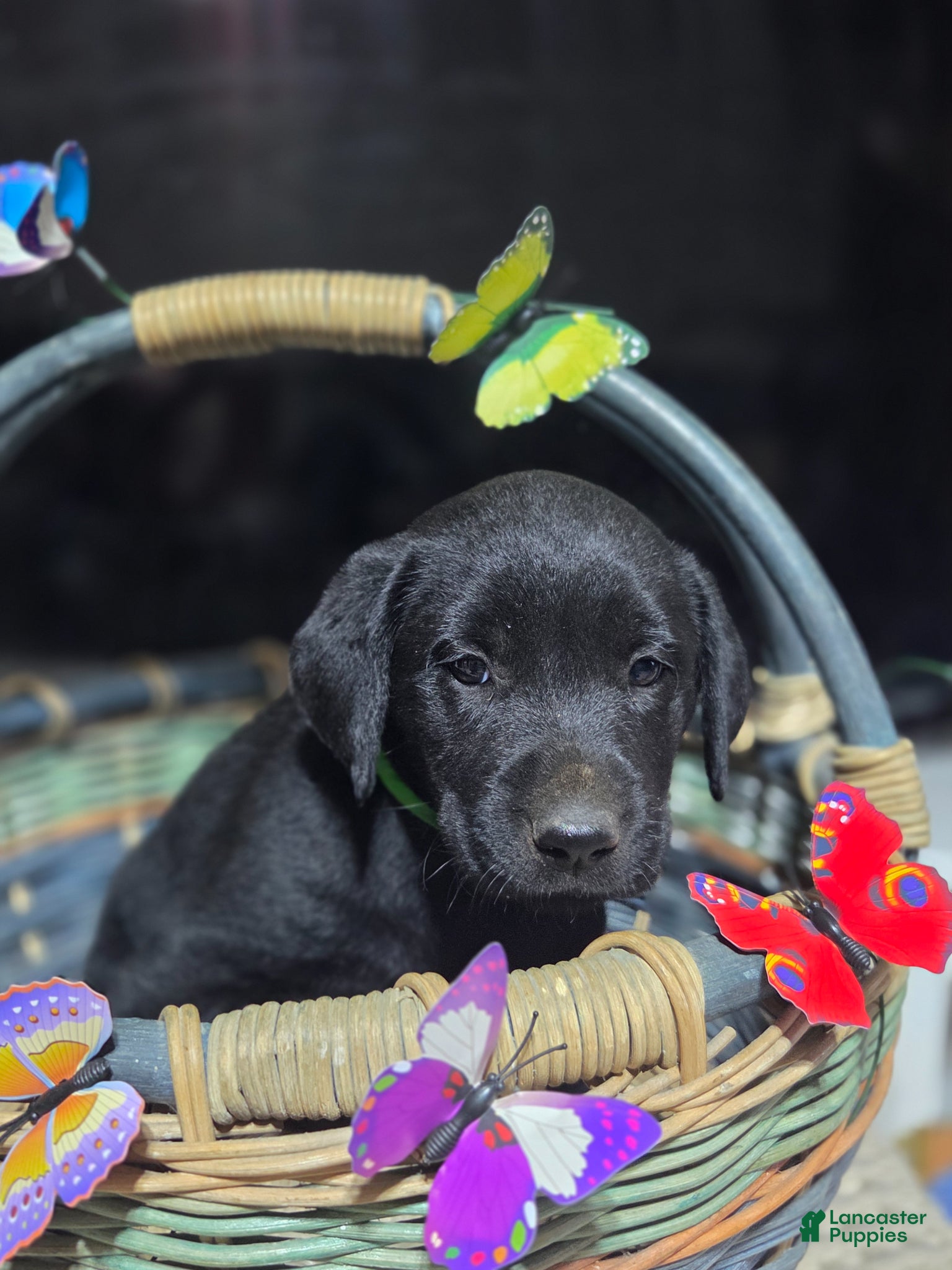 Labrador Retriever dogs Bright green collar - Ad 7