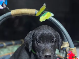 Labrador Retriever dogs Bright green collar - Ad 7