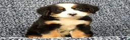 Bernese Mountain Dog dogs for sale: Chevy - Ad 3