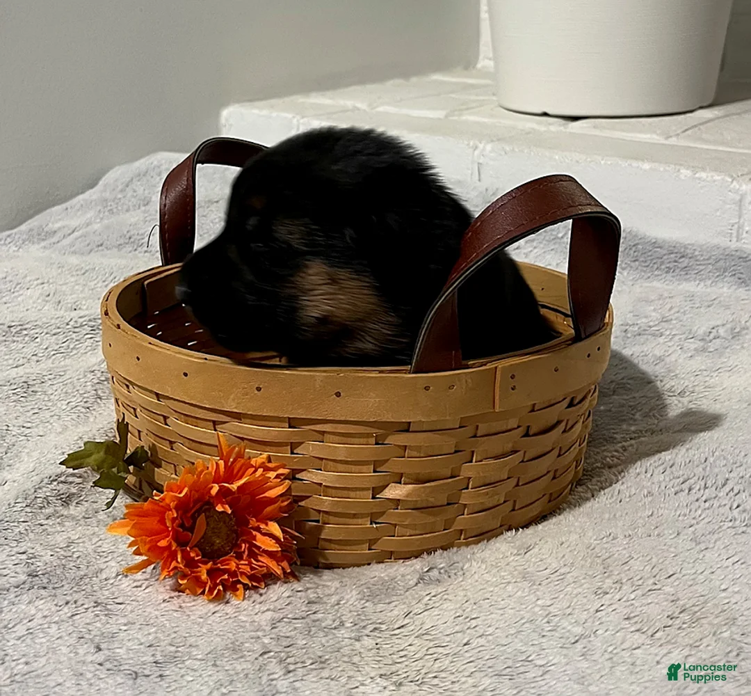 German Shepherd dogs for sale: Romeo - Ad 1