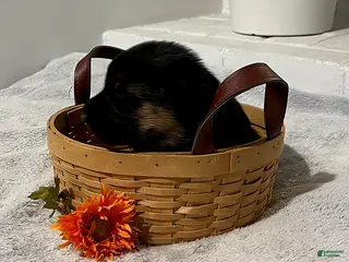 German Shepherd dogs Romeo - Ad 5