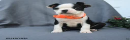 Boston Terrier dogs for sale: Olive  - Ad 5
