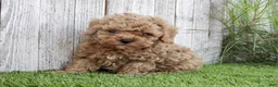 Toy Poodle dogs for sale: Toy Poodle 1 - Ad 2