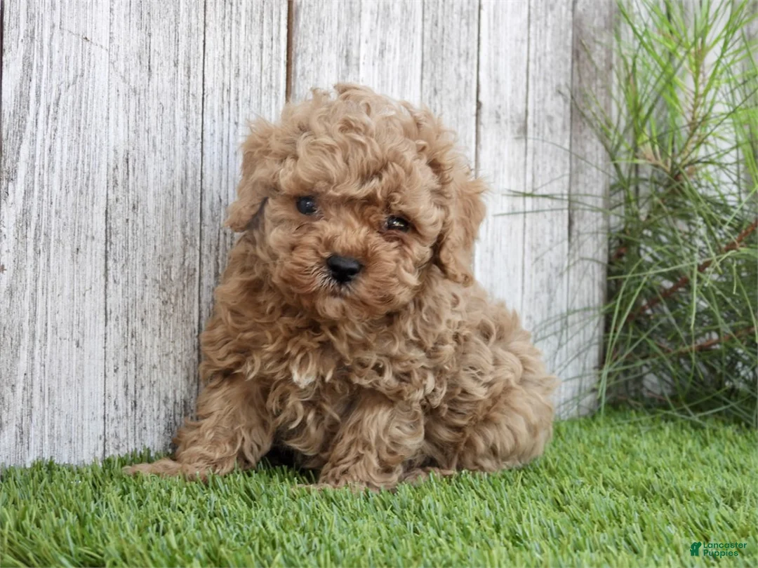 Toy Poodle dogs for sale: Toy Poodle 1 - Ad 2