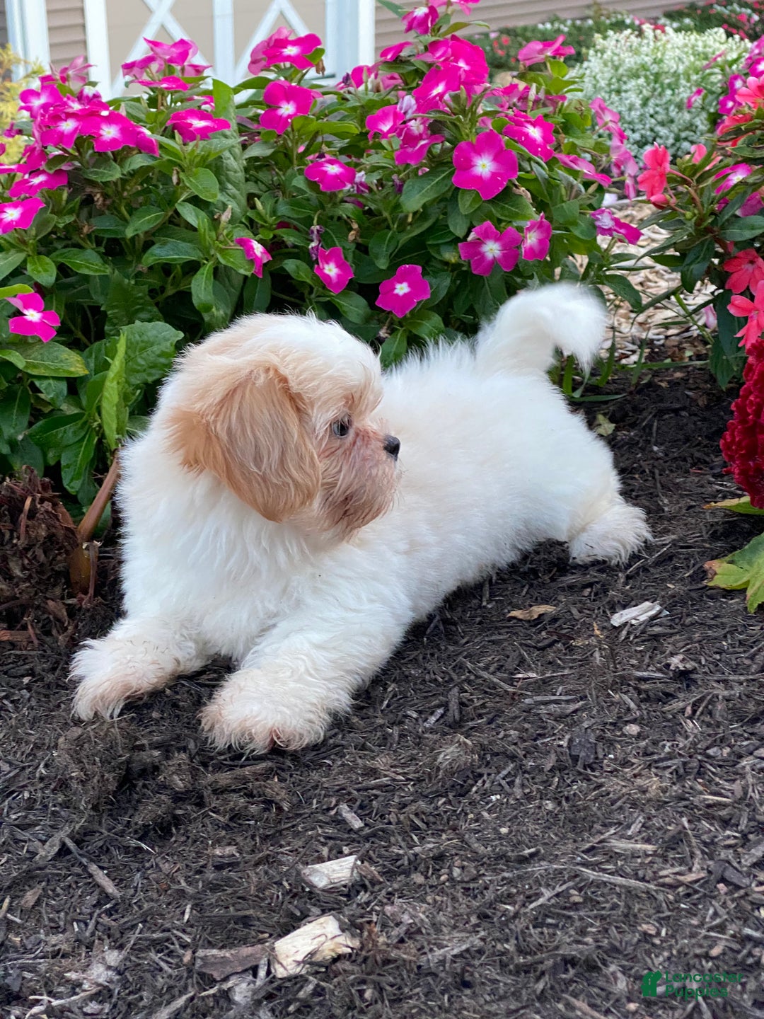 Shih Tzu dogs for sale: Skittles  - Ad 14