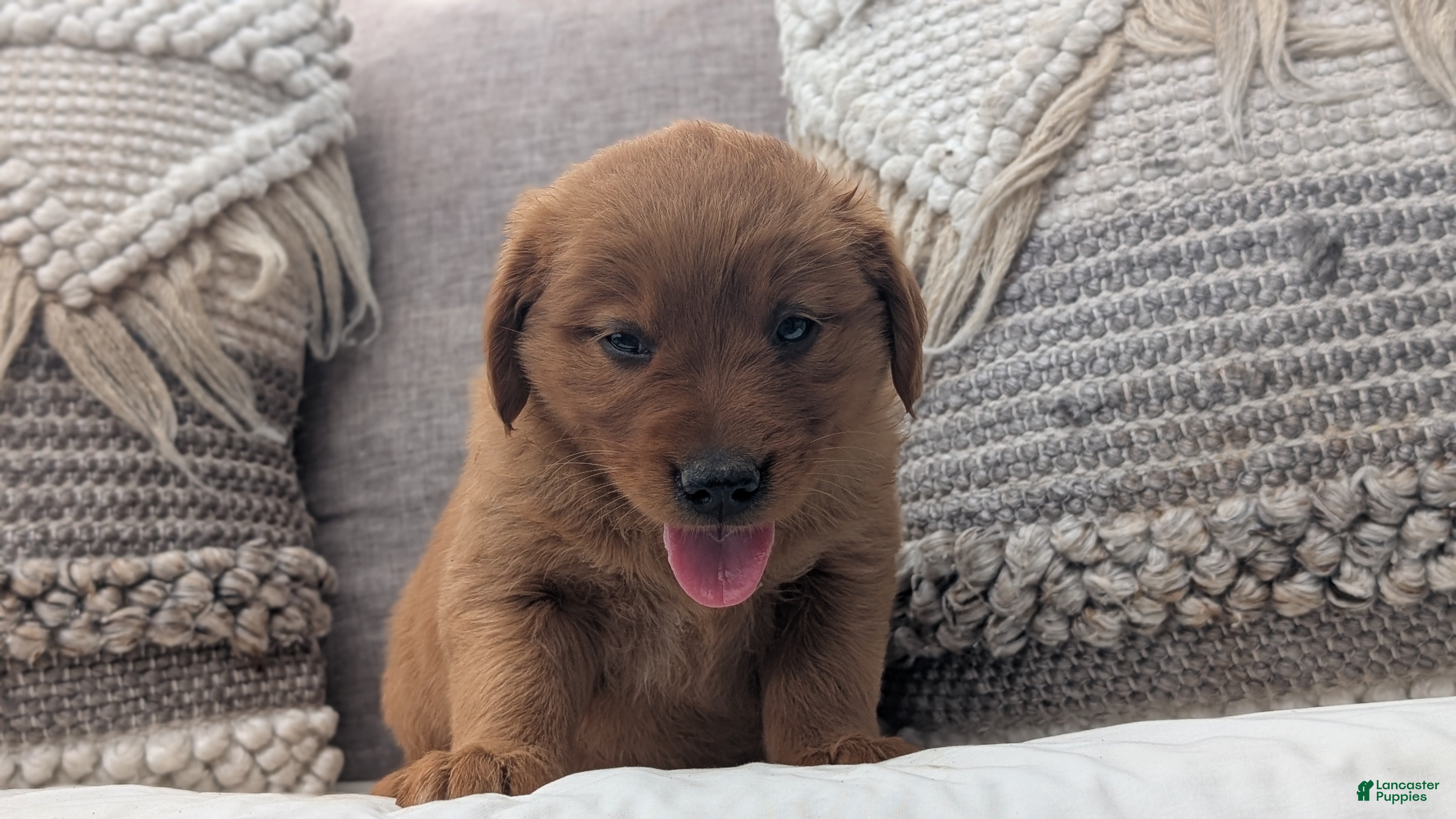 Golden Retriever dogs Aleasha - Ad 2