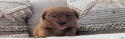 Golden Retriever dogs for sale: Aleasha - Ad 2
