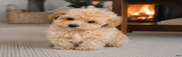 Miniature Poodle dogs for sale: Tucker - Ad 4