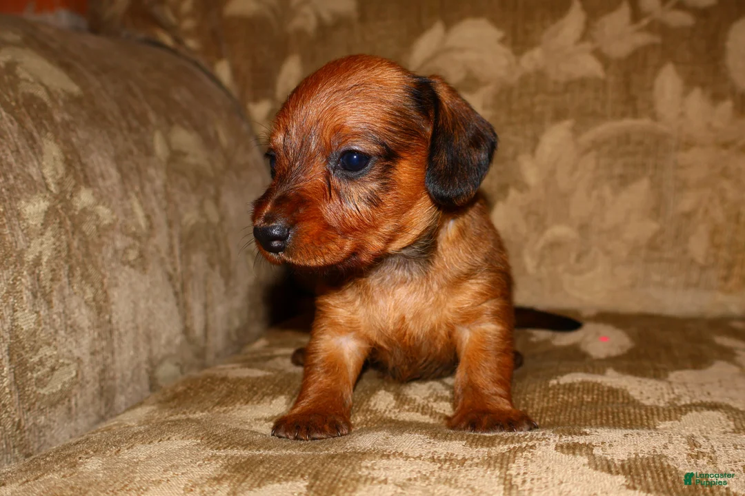 Miniature Dachshund dogs for sale: Cinnamon - Ad 10