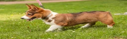 Welsh Corgi Pembroke dogs for sale: Giselle - Ad 7