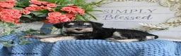 Miniature Schnauzer dogs for sale: Blue - Ad 2