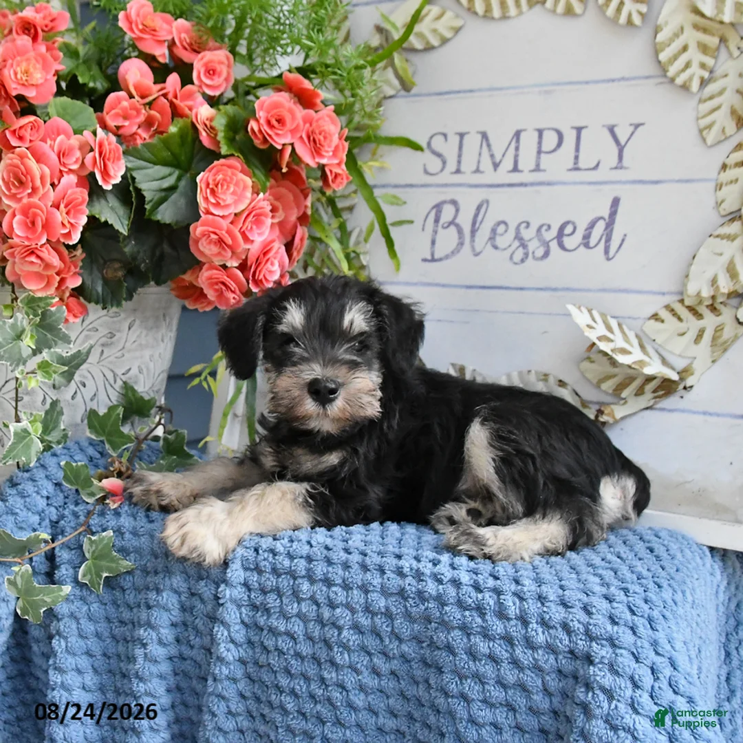 Miniature Schnauzer dogs for sale: Blue - Ad 2