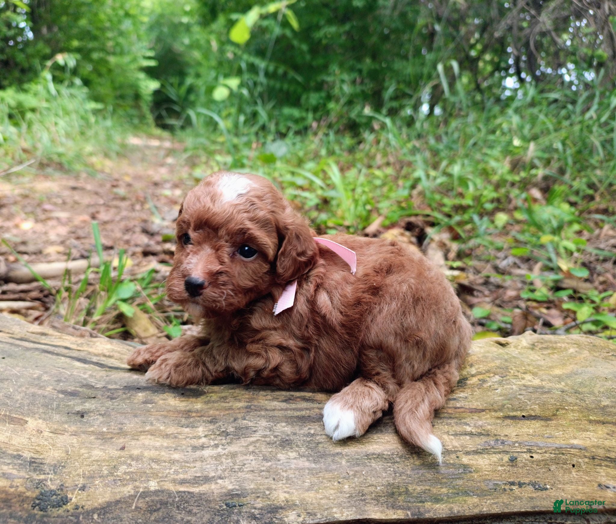 Miniature Poodle dogs for sale: Odessa  - Ad 1