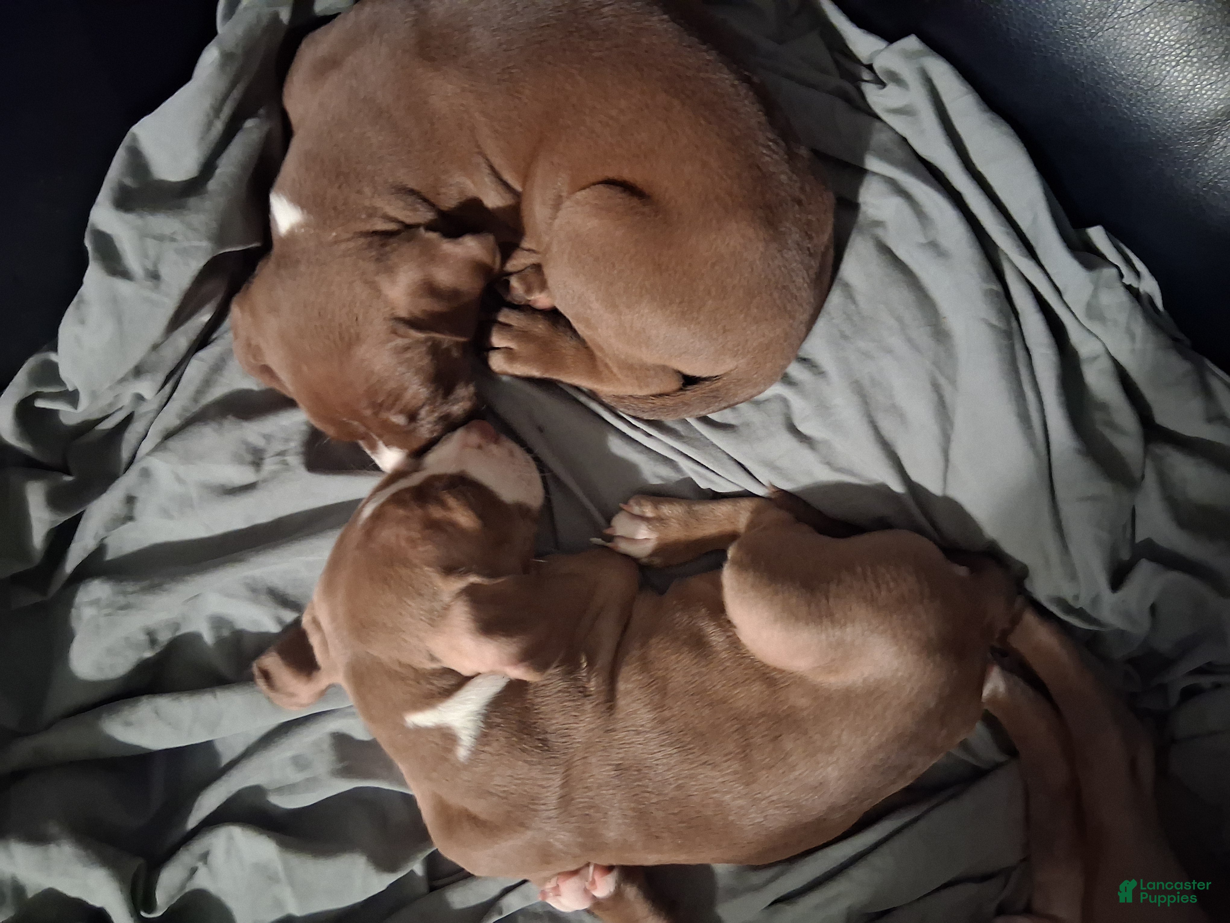 American Pit Bull Terrier dogs American Pit Bull Terrier 4 - Ad 41