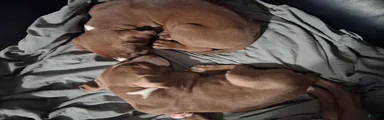American Pit Bull Terrier 4