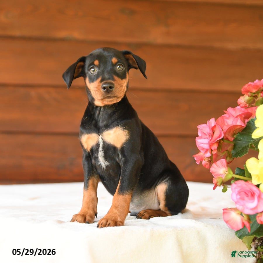 Miniature Pinscher dogs Cory - Ad 1