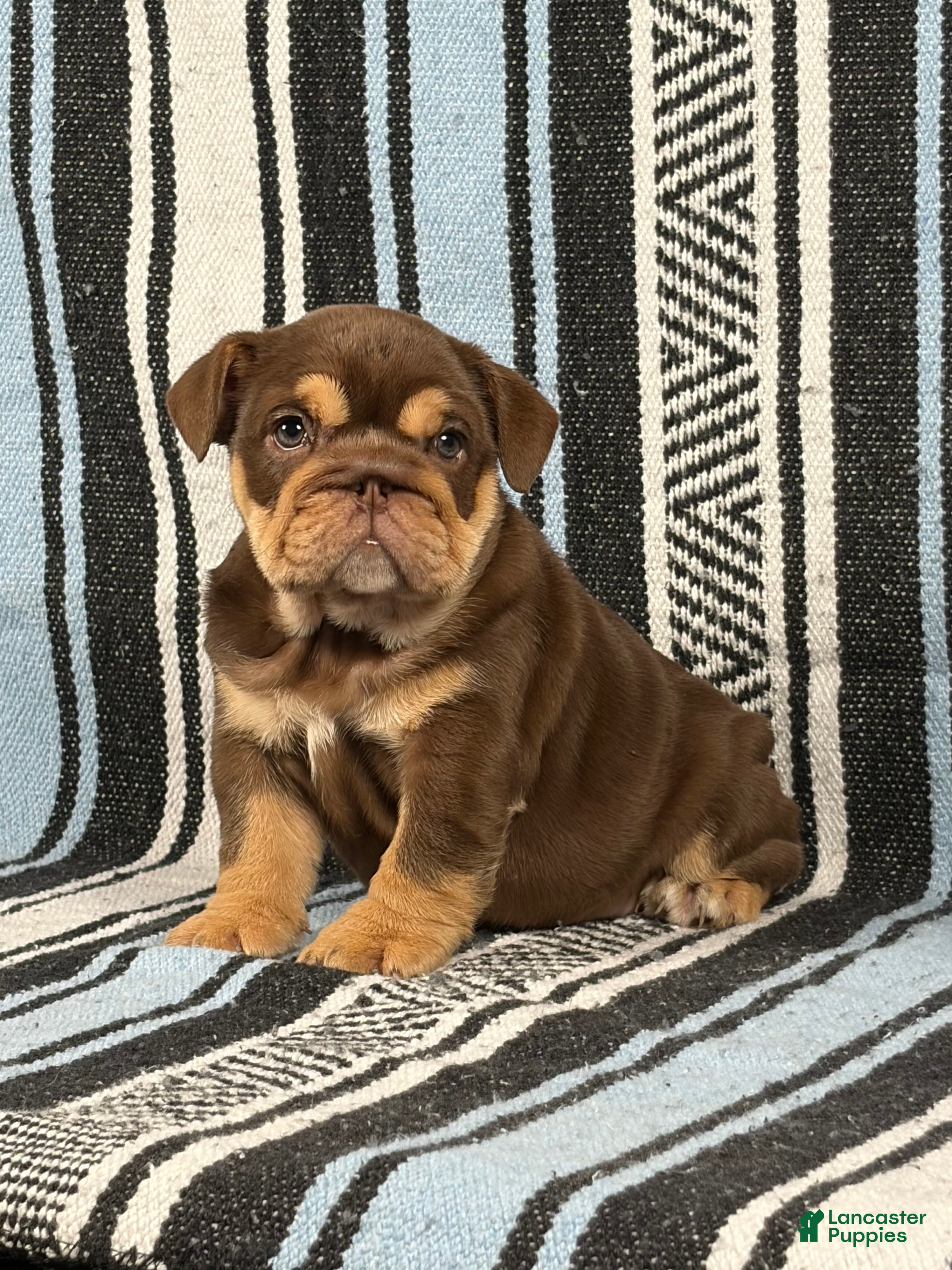 English Bulldog dogs for sale: Junie - Ad 4