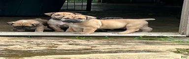 South African Boerboels 2