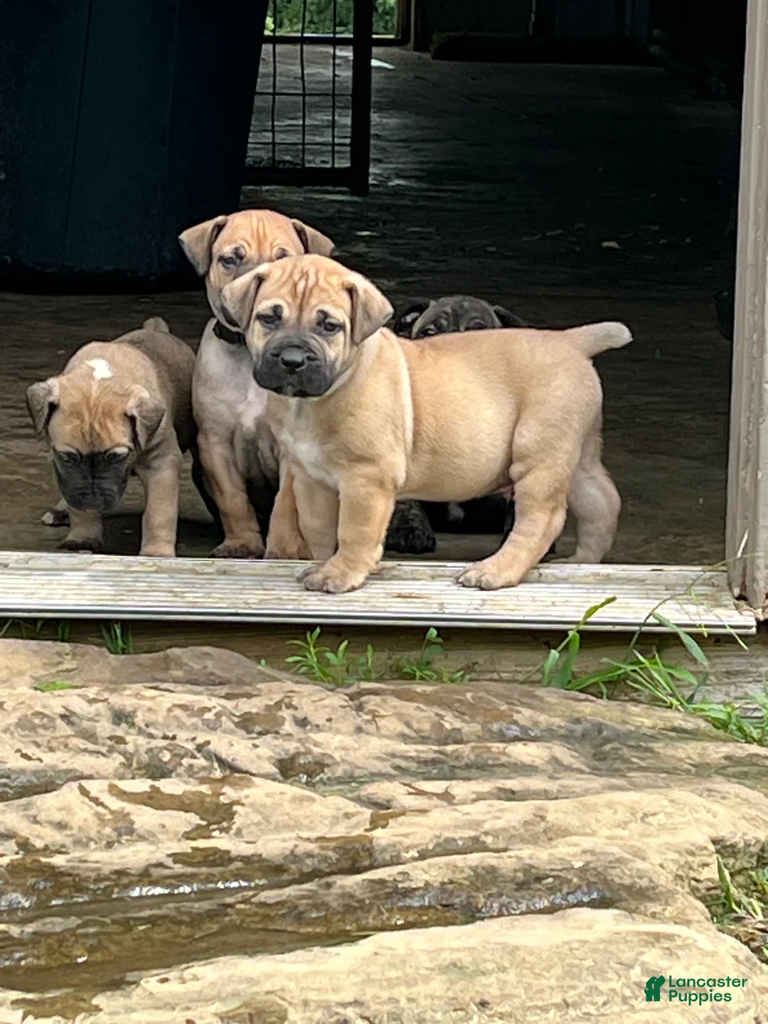 South African Boerboels dogs for sale: South African Boerboels 2 - Ad 1