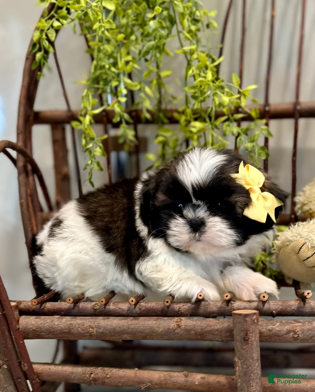 Shih Tzu dogs for sale: AKC SIMON - Ad 2