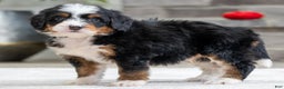 Mini Bernedoodle dogs for sale: Sparky - Ad 2
