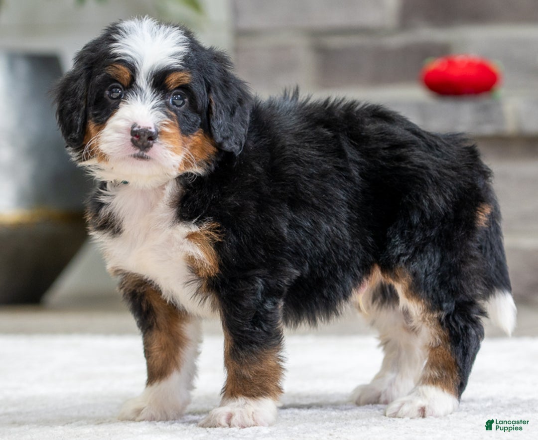 Mini Bernedoodle dogs for sale: Sparky - Ad 2