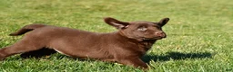 Labrador Retriever dogs for sale: Libby - Ad 14