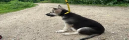 German Shepherd dogs for sale: Sandy - Ad 5
