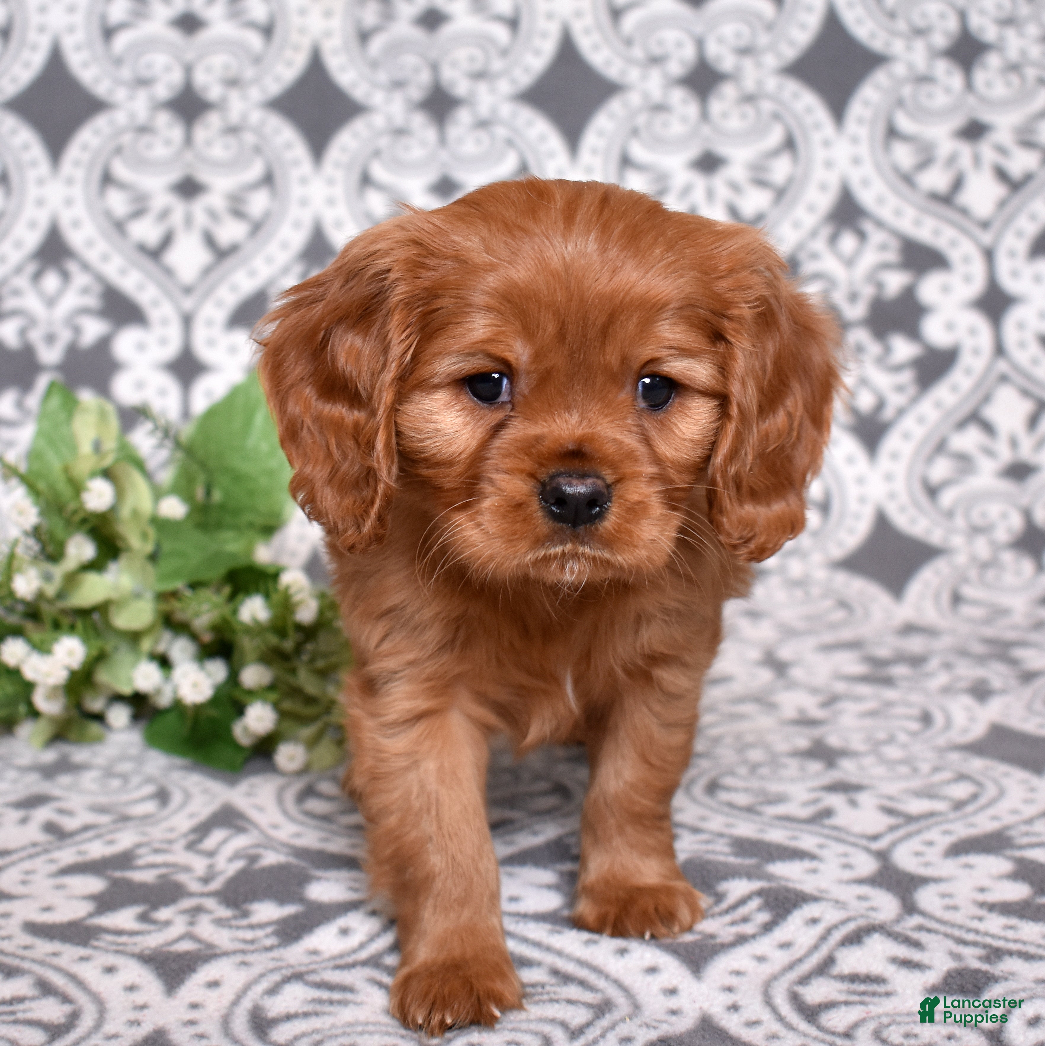 Cavalier King Charles Spaniel dogs Charlie  - Ad 1