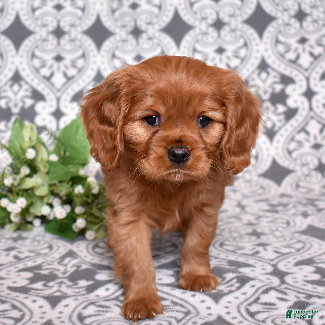 Cavalier King Charles Spaniel dogs for sale: Charlie  - Ad 1