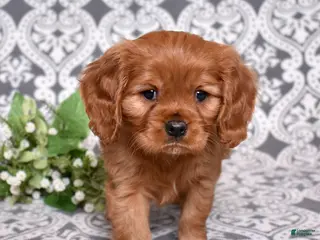 Cavalier King Charles Spaniel dogs for sale: Charlie - Ad 4