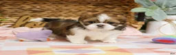 Shih Tzu dogs for sale: Lady  - Ad 3