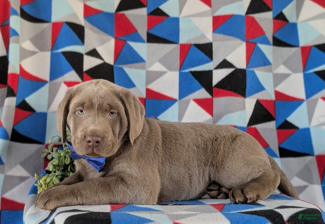 Labrador Retriever dogs for sale: Colton AKC Silver Lab - Ad 6