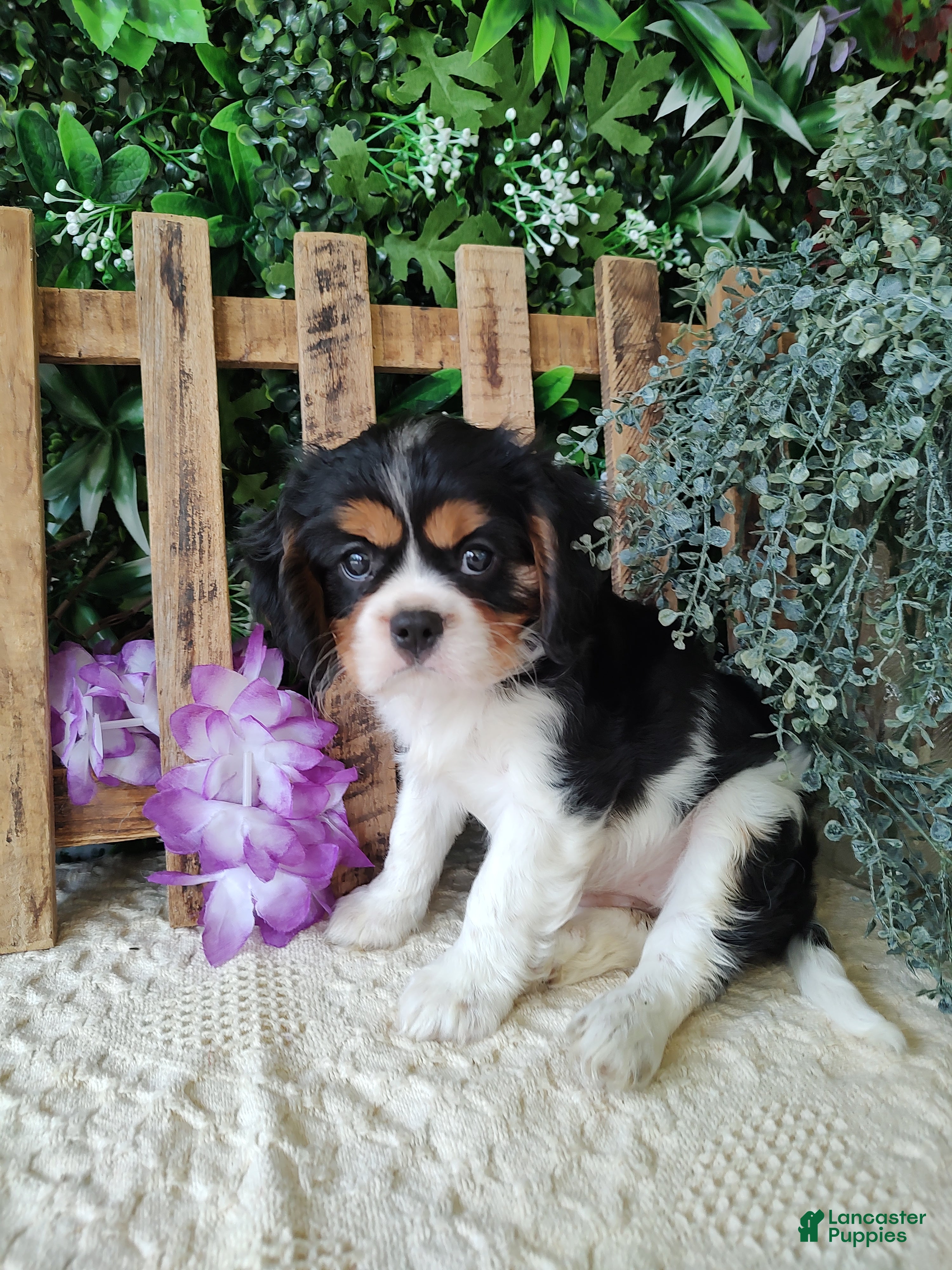 Cavalier King Charles Spaniel dogs Sasha - Ad 1