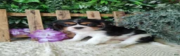 Cavalier King Charles Spaniel dogs for sale: Sasha - Ad 10