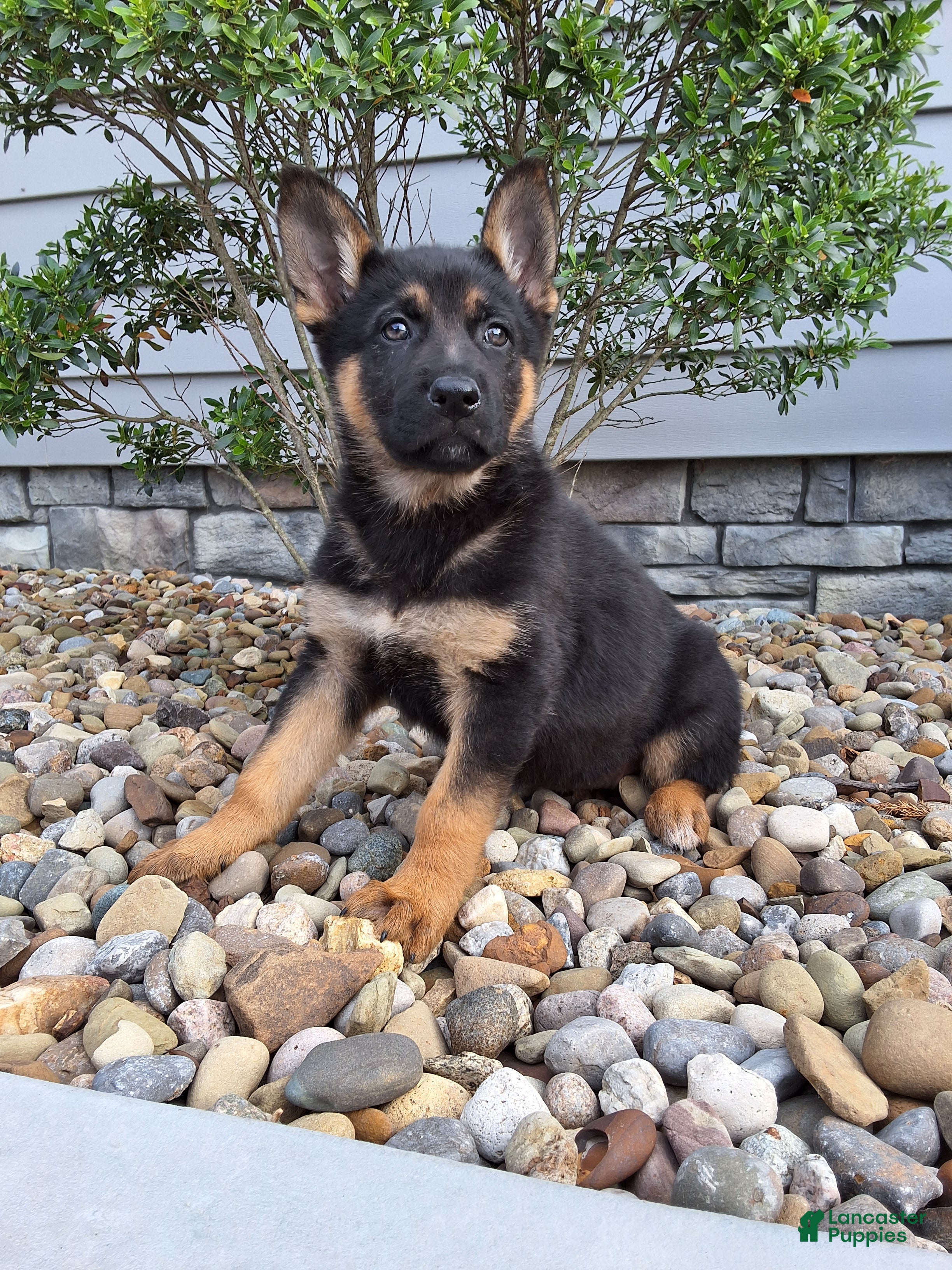 German Shepherd dogs Nikki - Ad 2
